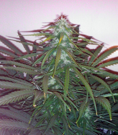 Easy Bud Auto fem (Royal Queen Seeds) семена конопли