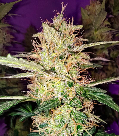 GG-48 fem (Nirvana Seeds) семена конопли