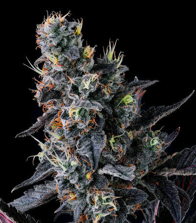 Giggin' Grapes fem (Compound Genetics) семена конопли