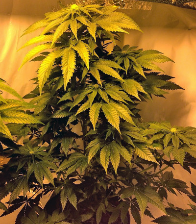 Midnight Mass fem семена конопли