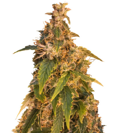 Jack Herer Auto fem сорт конопли
