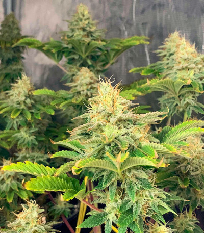 Jungle Lava fem (Original Sensible Seeds) семена конопли