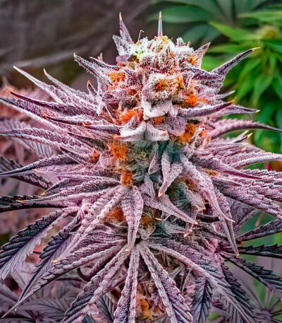 Lemon Cherry Runtz fem (FastBuds) семена конопли