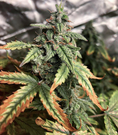 Lemon Pie Auto fem (FastBuds) семена конопли