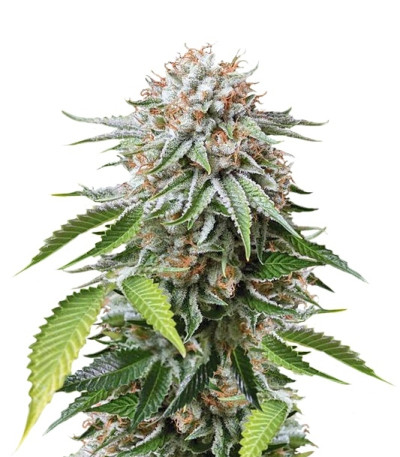 Mango Sapphire fem семена конопли