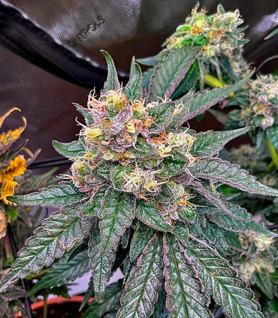 Purple Punch X Lemon Drizzle fem от Barney's Farm семена конопли