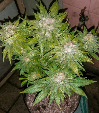 Pakistan Valley Reg (World Of Seeds) семена конопли