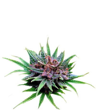 Passion #1 fem семена конопли