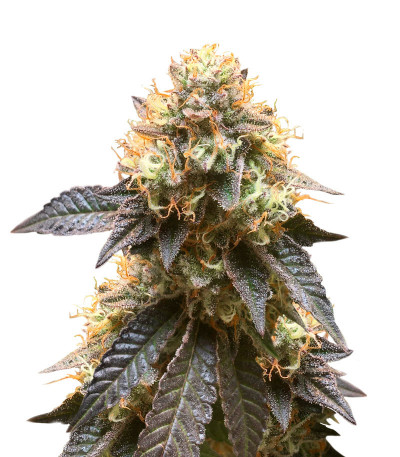 Fem Mix Pack #1 fem (Herbies Seeds) микс семян конопли