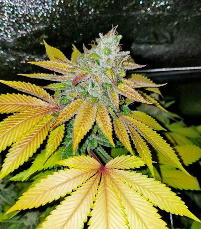 Sapphire OG fem (Humboldt Seed Organization) семена конопли