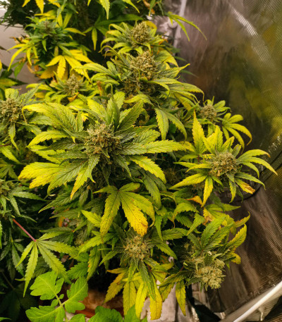 Tangie'matic auto fem семена конопли