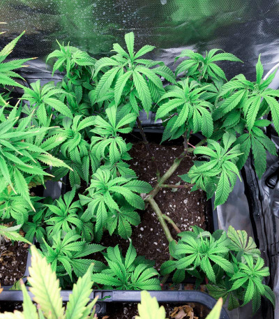 The New fem (Humboldt Seeds) семена конопли