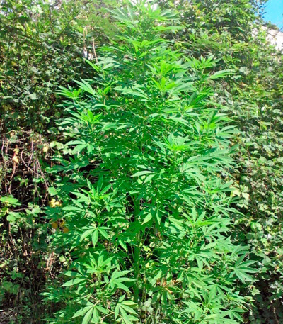 Trainwreck reg (Humboldt Seeds) семена конопли