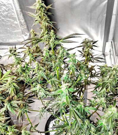 Watermelon Zkittlez Auto fem семена конопли