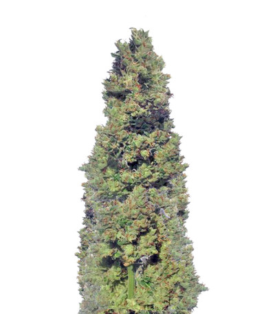 Zombie Haze Auto fem (Sumo Seeds) семена конопли