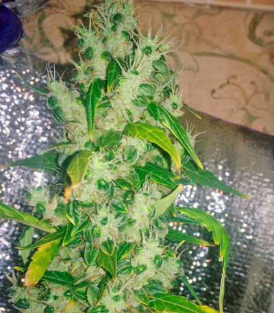 Jack Herer fem марихуана