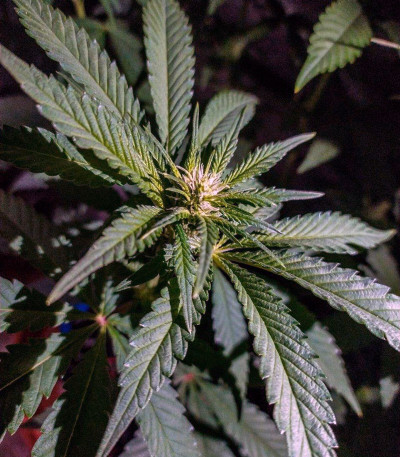 Purple Punch fem (Barney's Farm) семена конопли