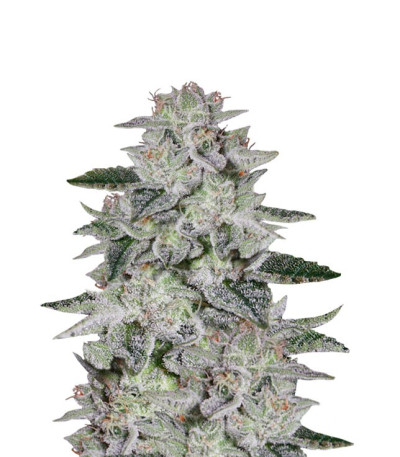 Sweet Valley Kush fem (Green House Seeds) семена конопли