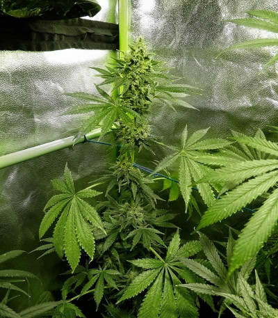 Royal Domina fem (Royal Queen Seeds) семена конопли
