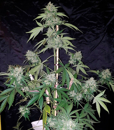 AK Full Auto fem (Sumo Seeds) семена конопли