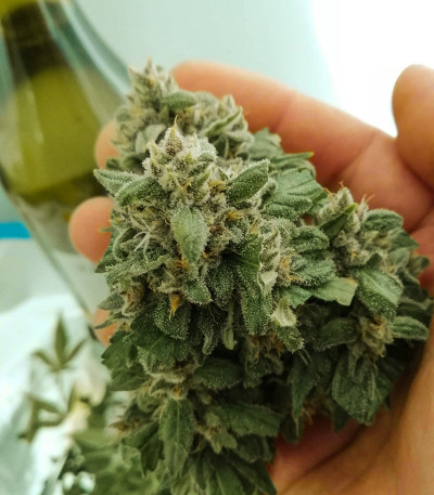 Auto Kryptonite fem (Pyramid Seeds) семена конопли