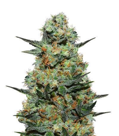 Baikal Express (Kalashnikov Seeds) семена конопли