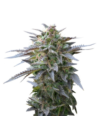 Blue Mystic fem (Royal Queen Seeds) семена конопли