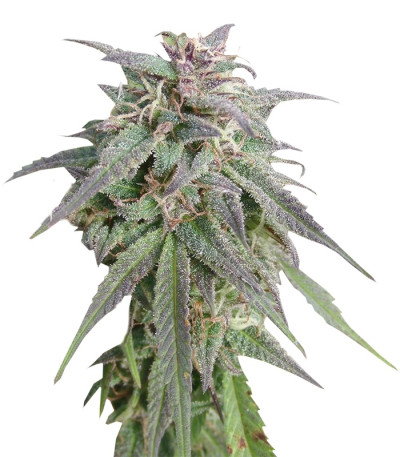 Blue Mystic fem (Nirvana Seeds) семена конопли