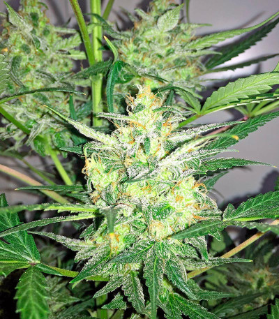 Сорт марихуаны Blue Kush Autoflowering 