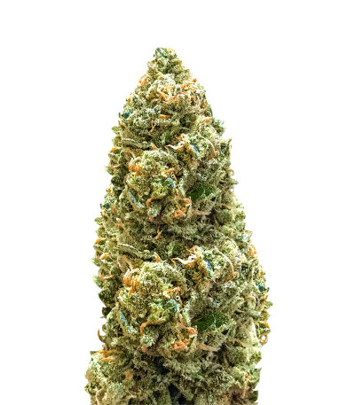 Bruce Banner Auto (Monster Genetics) семена конопли