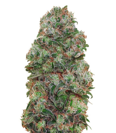 Female Collection #2 (00 Seeds) микс семян конопли