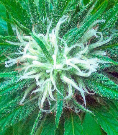 Colombian Gold fem (World of Seeds) семена конопли
