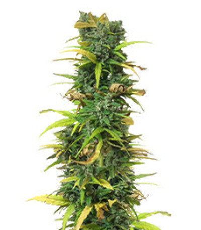 Critical Impact fem (Vision Seeds) семена конопли