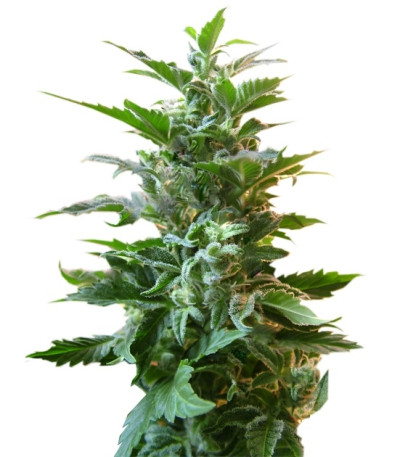 Easy Ryder auto fem (Joint Doctor) семена конопли