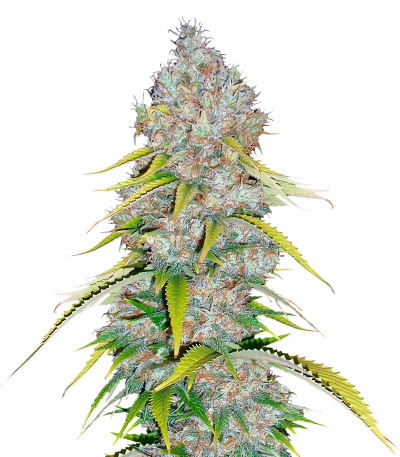 Excalibur fem семена конопли