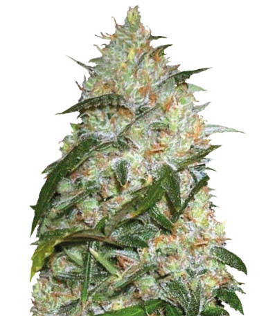 Grapefruit fem (Bulk Seed Bank) семена конопли