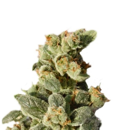 Gnomo Auto fem (Kannabia Seed Company) семена конопли