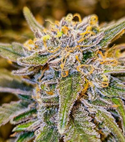 Gorilla 4 Autoflower fem (Easy Grow Seeds) семена конопли