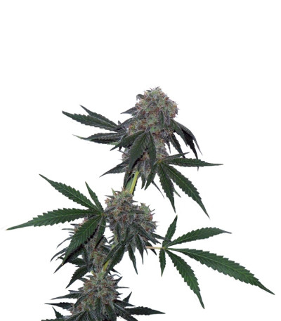 Jack Flash reg (Sensi Seeds) семена конопли