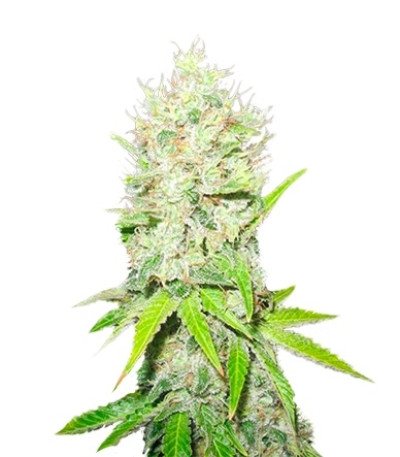 Jack La Mota fem семена конопли