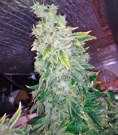 Kalashnikova fem семена конопли