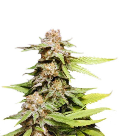 Kannabia Special Max Auto fem семена конопли