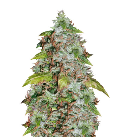 Lowryder Auto Fem (Vision Seeds) семена конопли