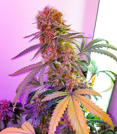 Northern Lights fem (Herbies Seeds) семена конопли
