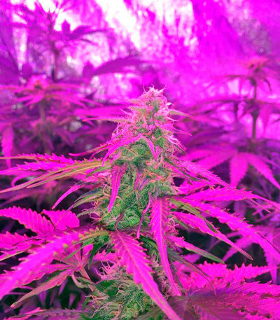 Northern Lights Automatic fem марихуана Nirvana Seeds