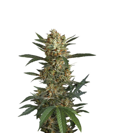 Original Amnesia Autoflowering fem (Dinafem Seeds) семена конопли