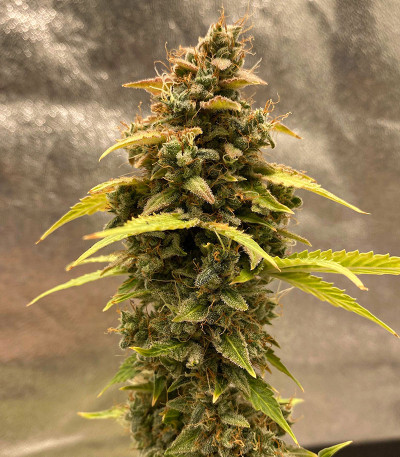 Original Auto Critical fem (FastBuds) семена конопли