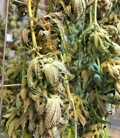 Pineapple Skunk fem (Humboldt Seeds) семена конопли