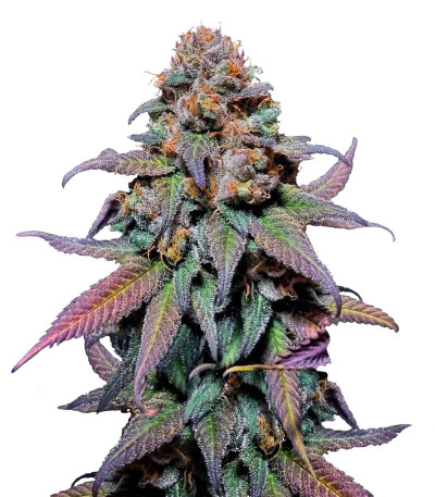 Rainbow Melon fem (FastBuds) семена конопли