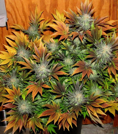 Red Leicester Tease fem (Dr. Krippling Seeds) семена конопли